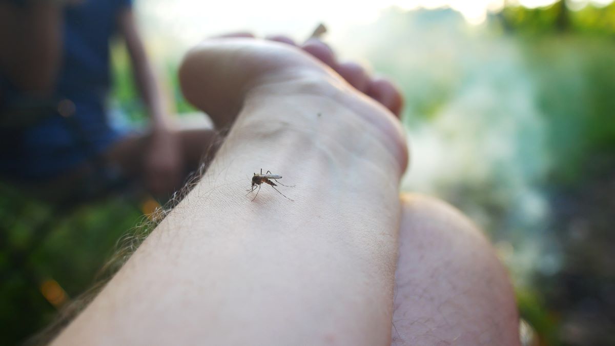 Insektenstiche in Göppingen: Erste Hilfe, richtige Behandlun
