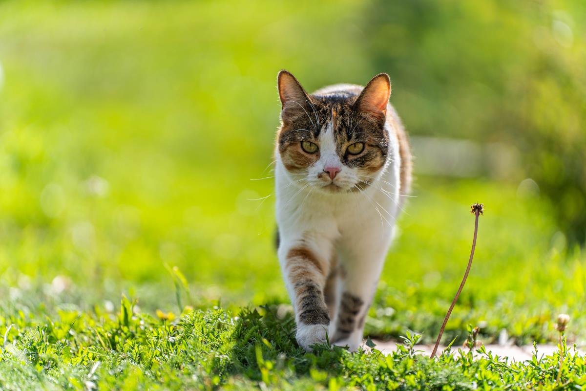 Katze freilaufend in Göppingen — Rechte und Pflichten erklär