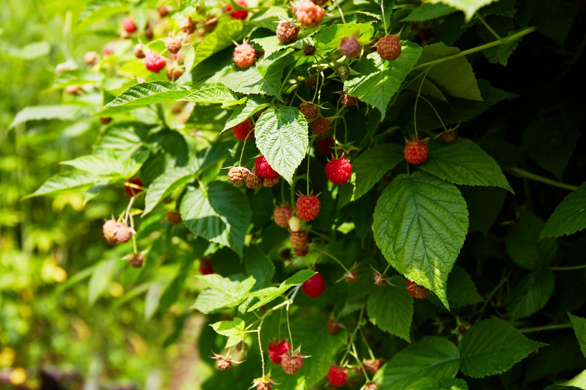 Streuobstwiese mit Hecke einfrieden in Göppingen — was ist e